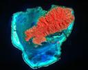 rodrigues_preview - 